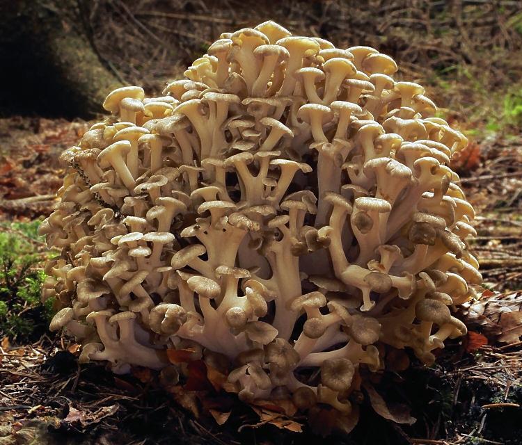 2008-02-10 Polyporus umbellatus crop