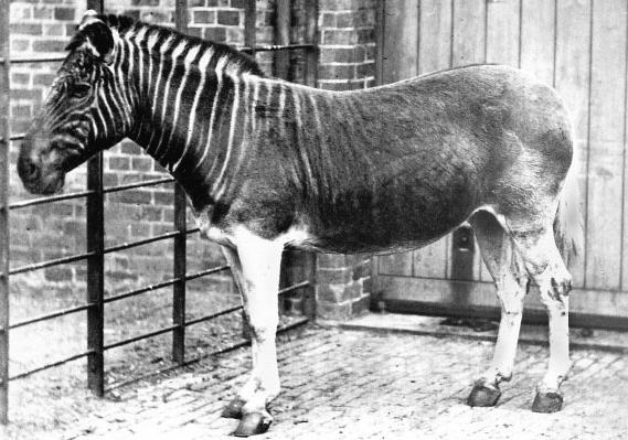 Quagga photo