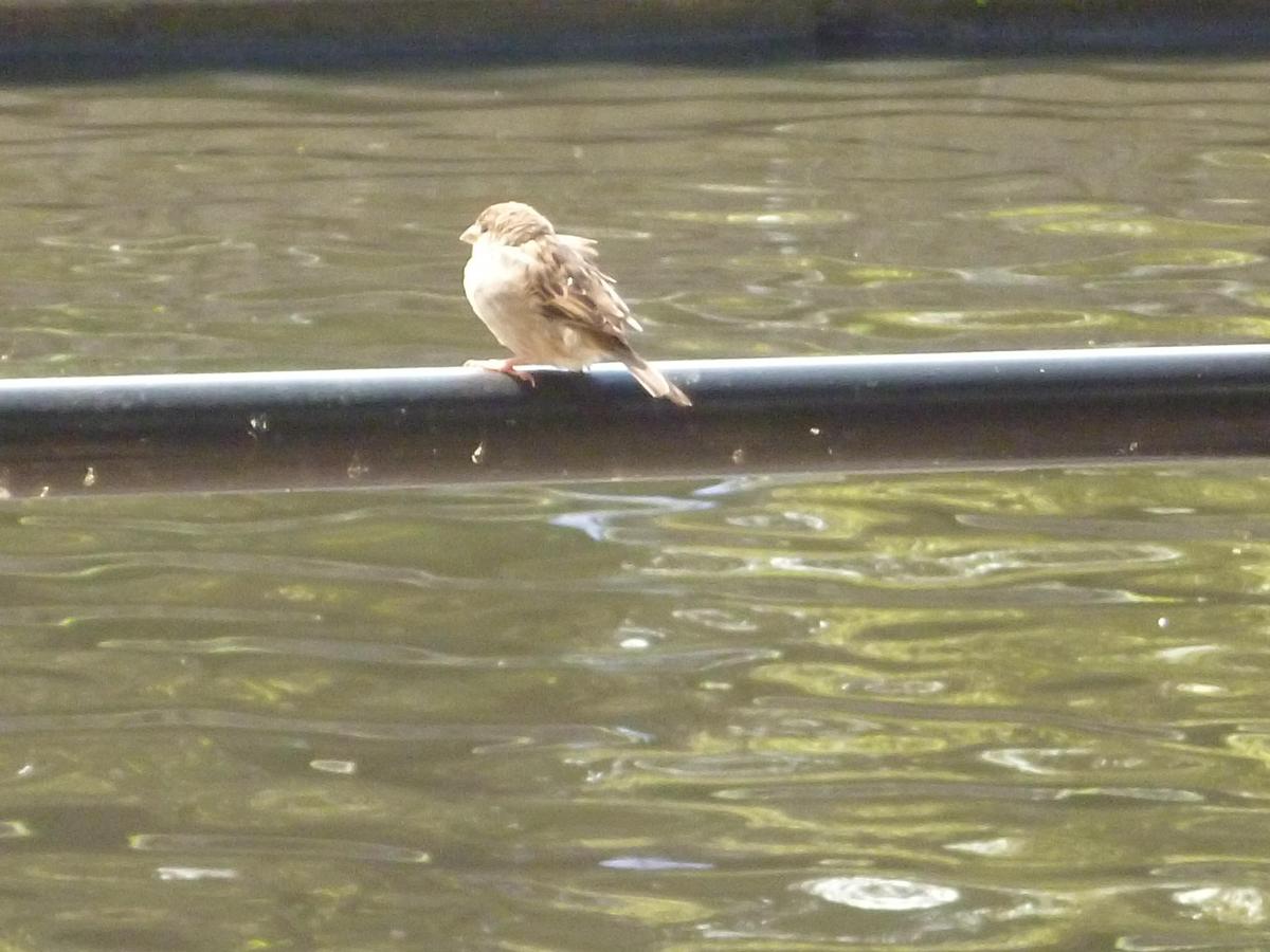 b6d0a2 junger Spatz an der Spree