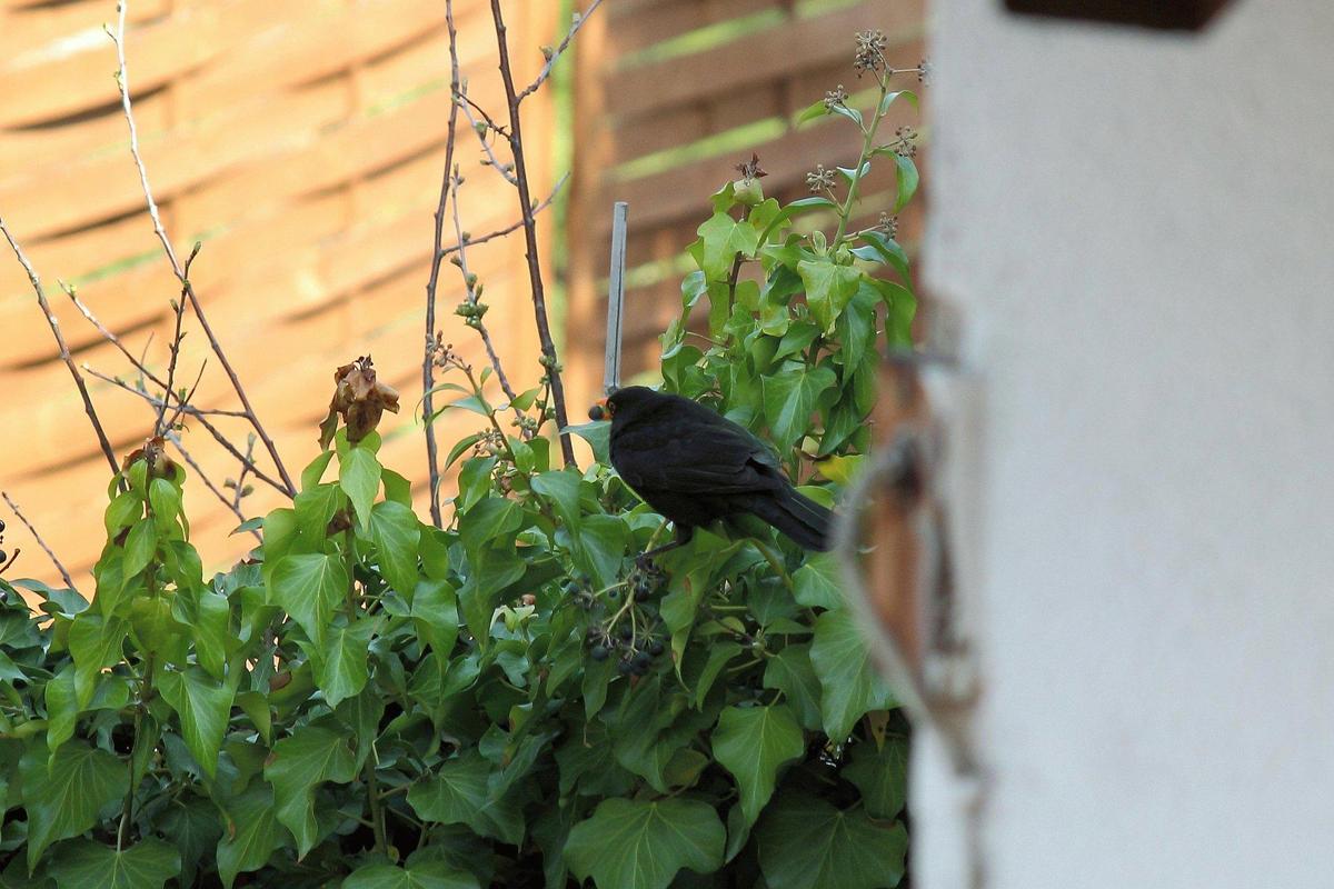 amsel03042012cm7iso