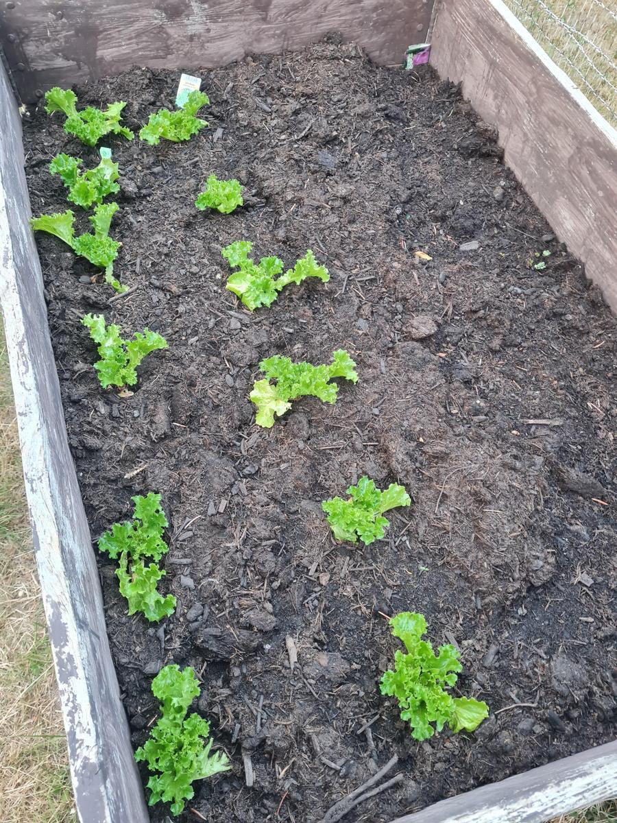 Hochbeet