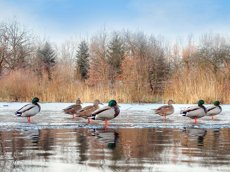 enten-auf-eis