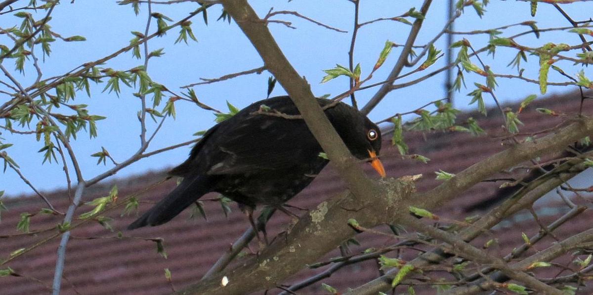 IMG 0586Amsel