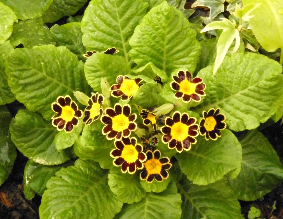 a67b0f Primula vulgaris Mister Gold Lace