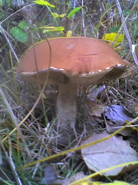 929f2b Pilz2410121