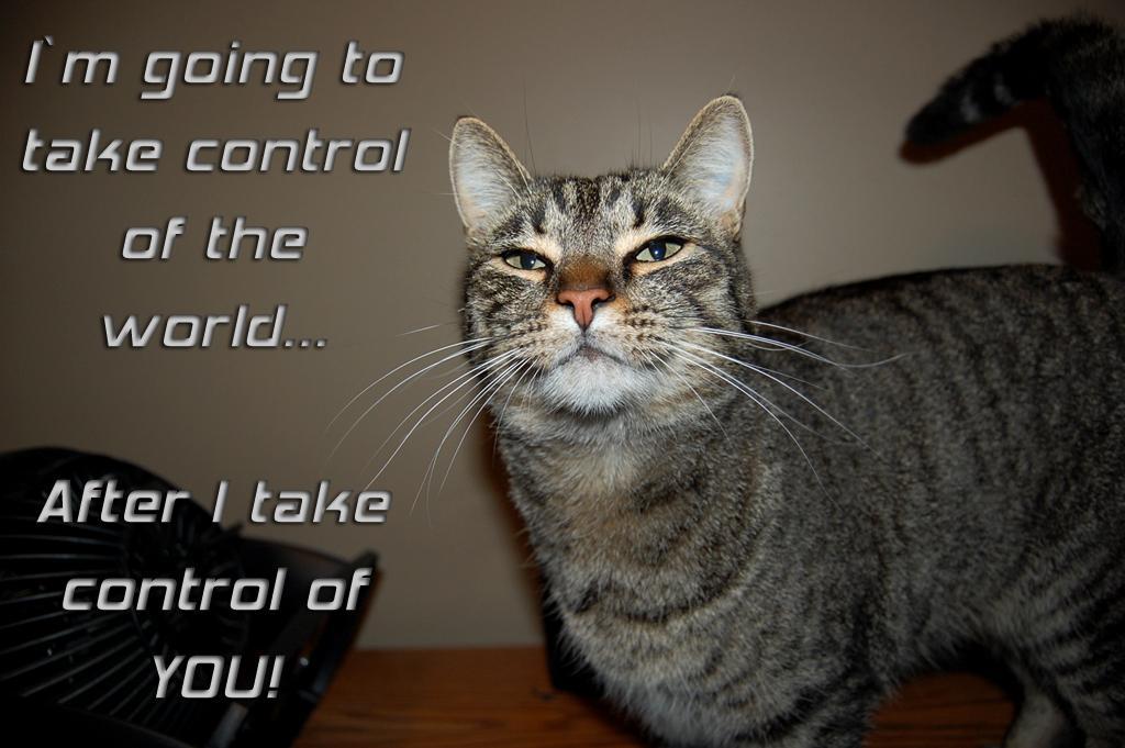 world domination cat by kravinmorhead.jp