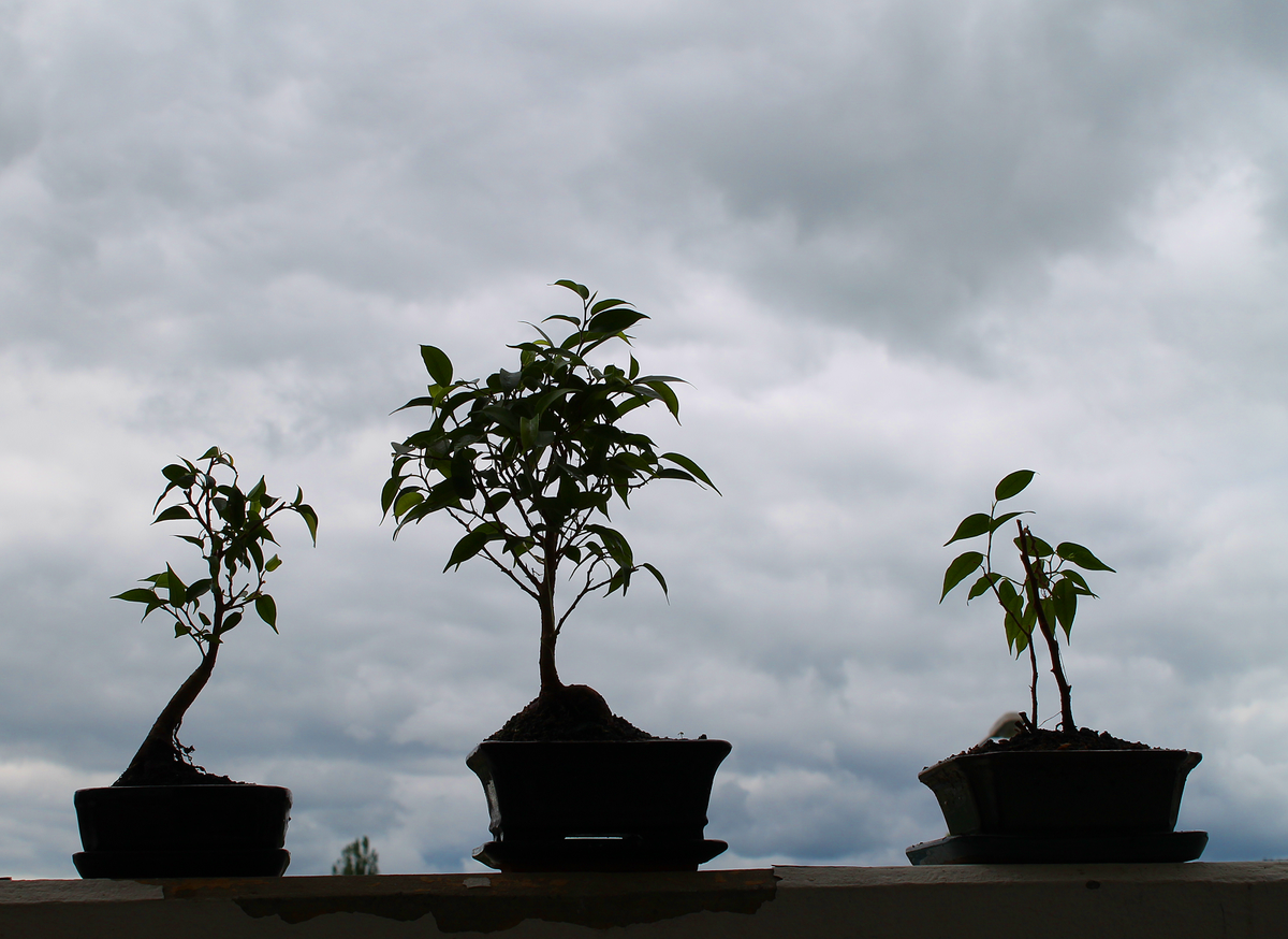 3bonsai