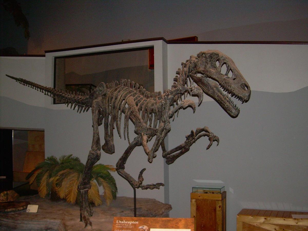 Utahraptor ostrommaysi skeleton