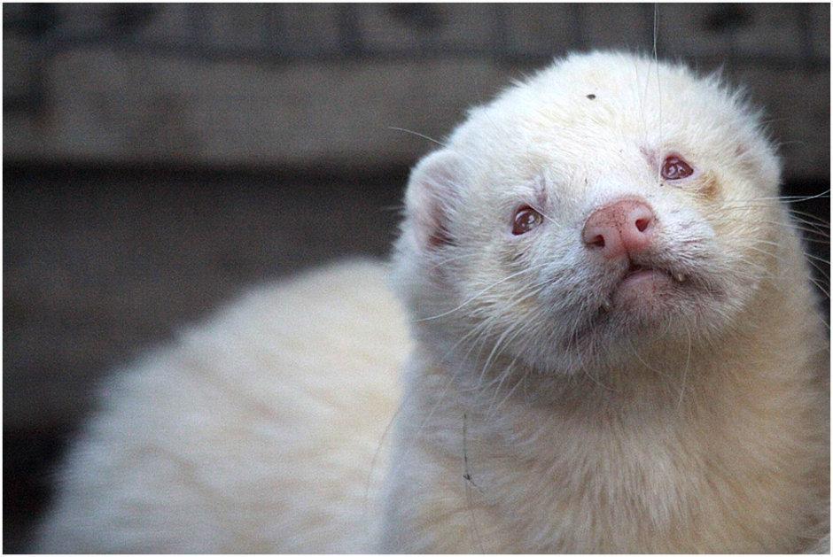 natur-tiere-zoo-groemitz-frettchen-bette