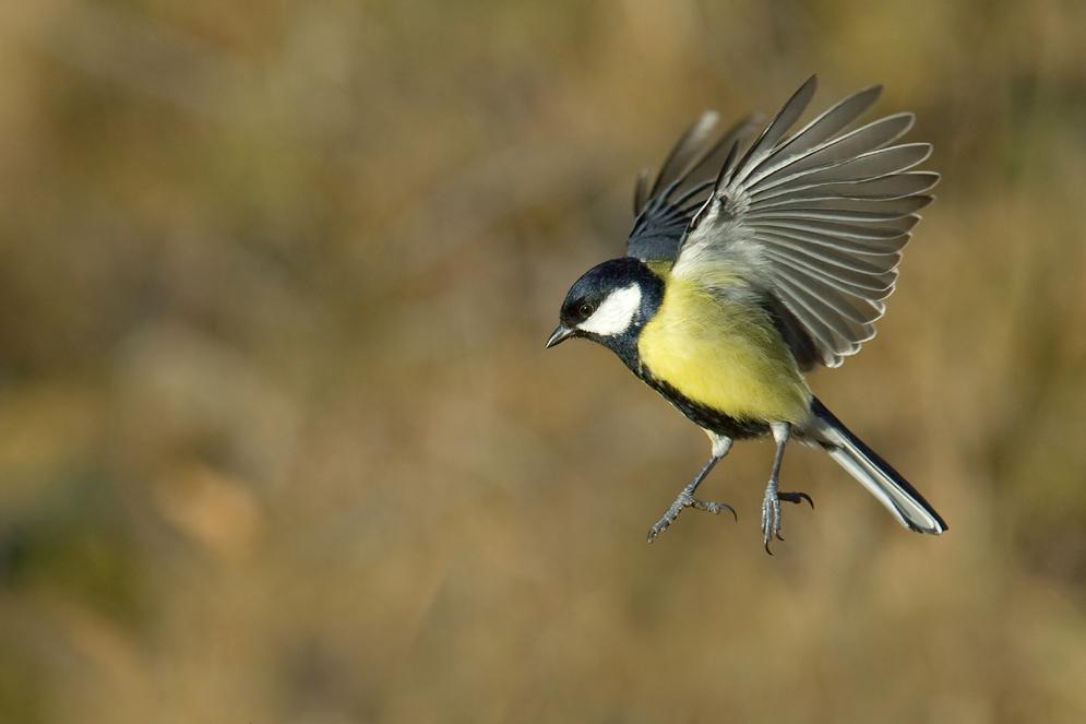 meise flug f daniel montanus 