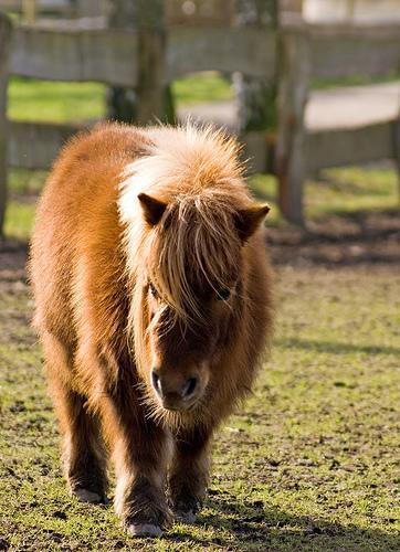 fuzzy-brown-pony