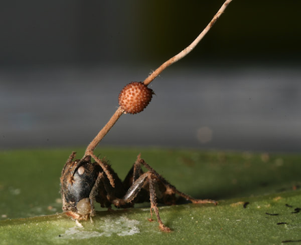 Cordyceps on ant