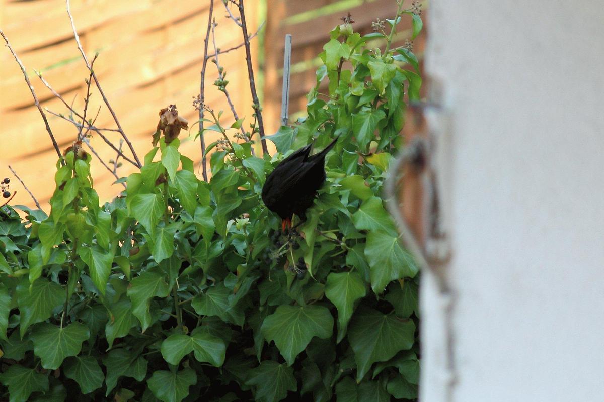 amsel03042012bebelz