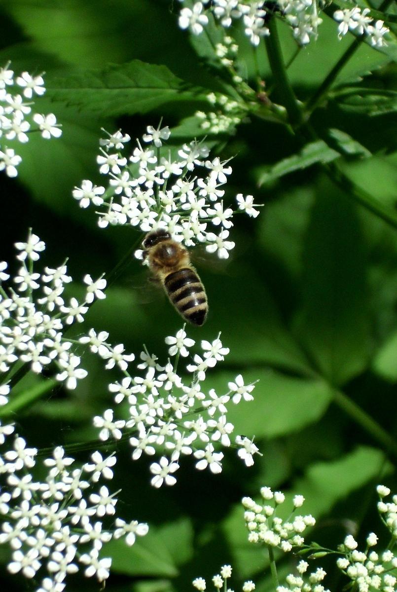 43d0c4 Auch ein Bienchen