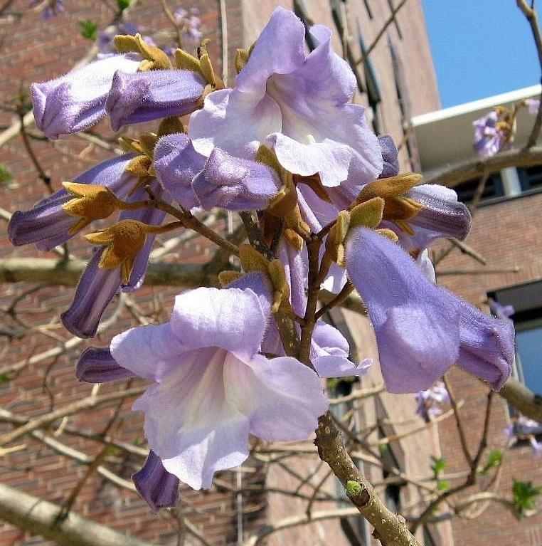 9266a8 Paulownia-03