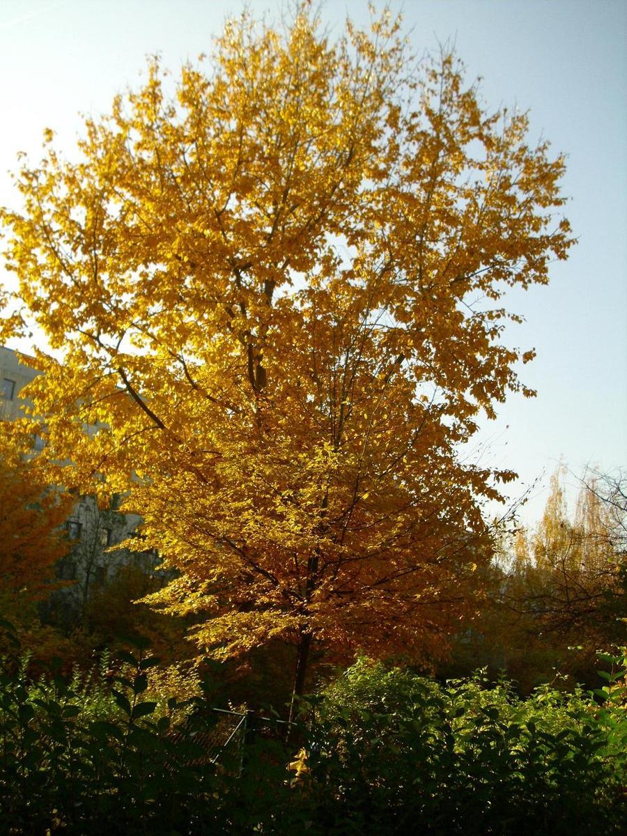 aH7lQP mein baum im herbst - Kopie