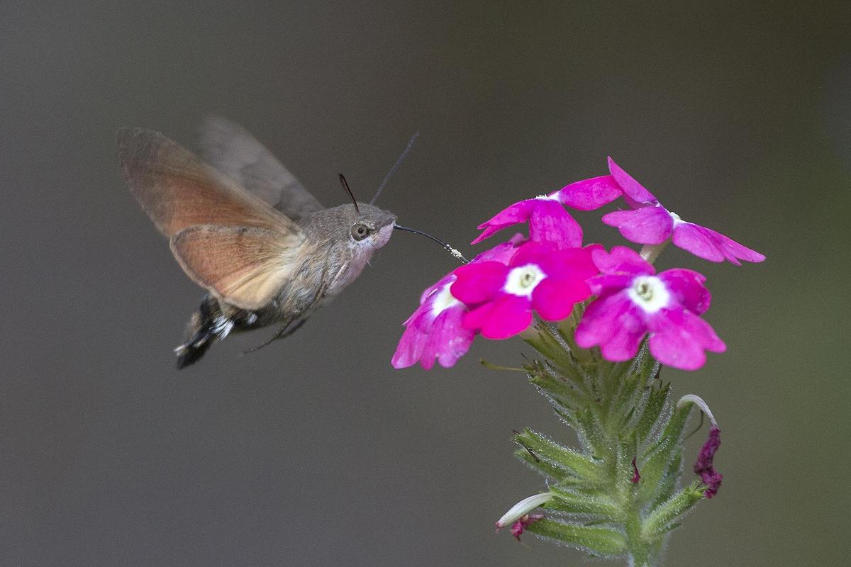 Macroglossum stellatarum01js