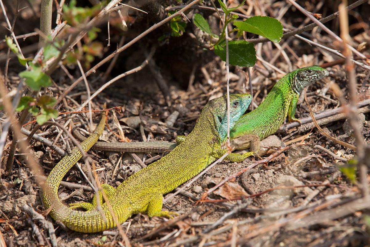 Smaragdeidechse Paar Lacerta viridis 201