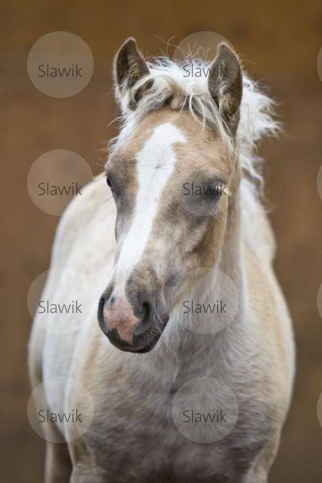 haflinger611211