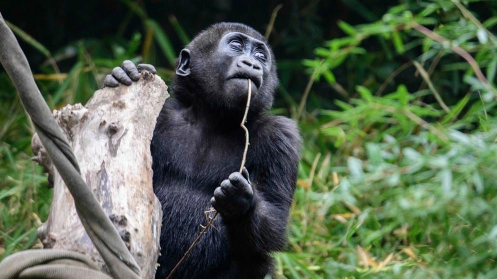 gorilla-rote-liste-aussterben-bedrohte-t