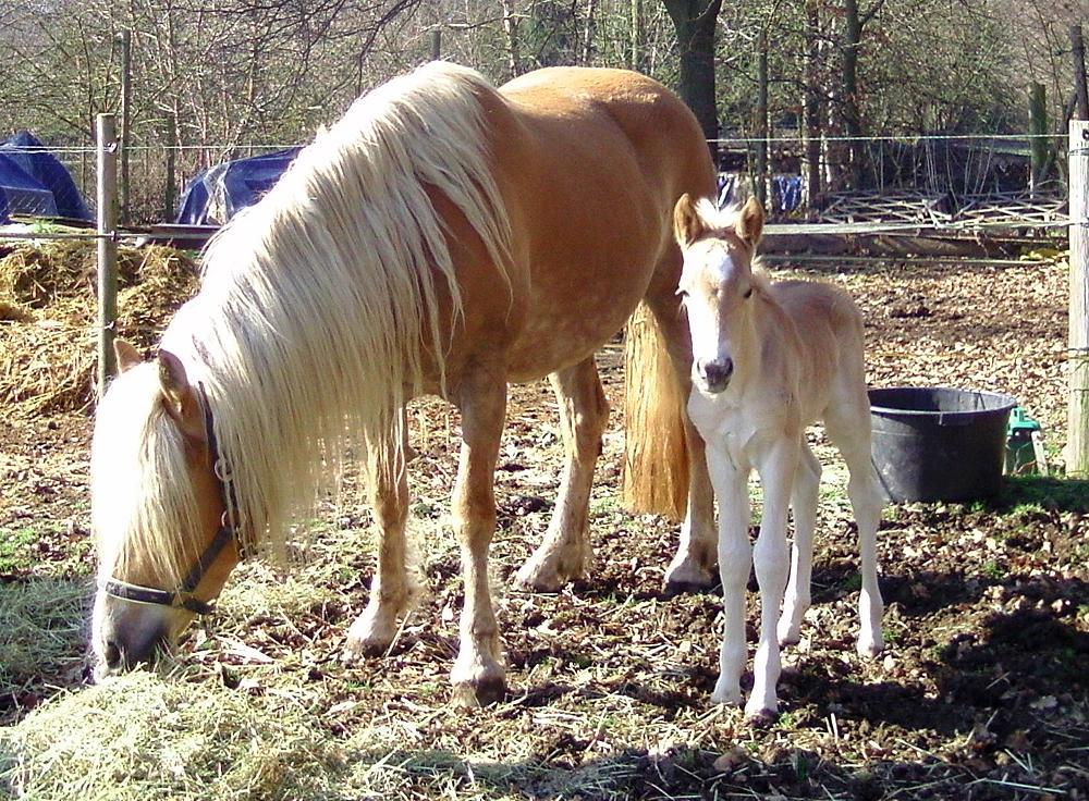 andramitfohlen 2011