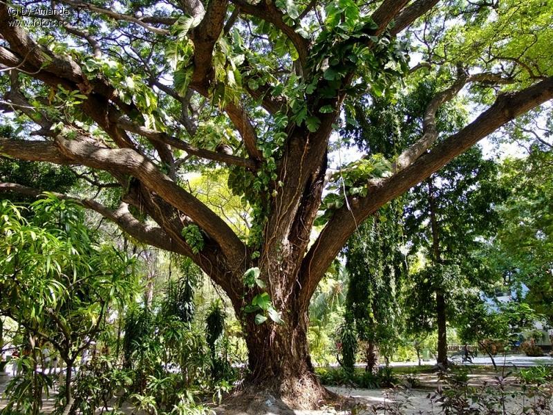 Baum Natur Baeume Landschaft Blaetter Ae