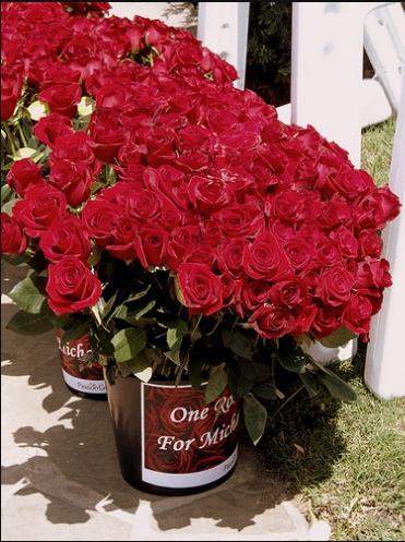 forestlawn250620111354