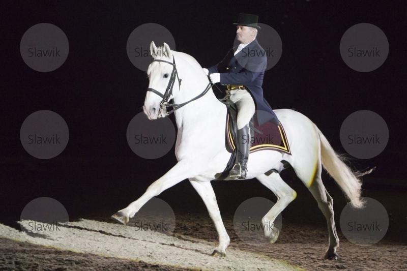 lipizzaner maestoso105