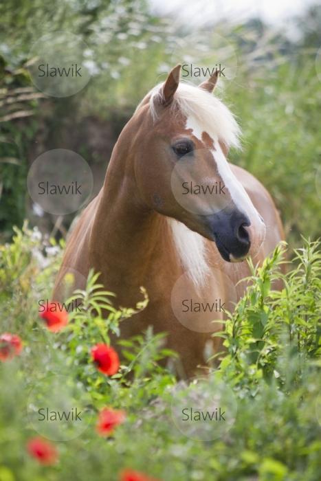 haflinger nico611175