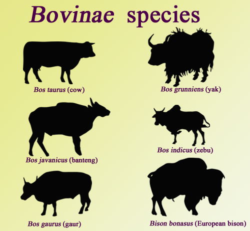 cattle-species