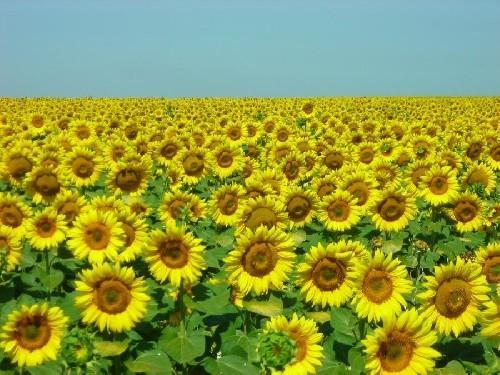 UooEGa fotos-von-sonnenblumen-nb33256