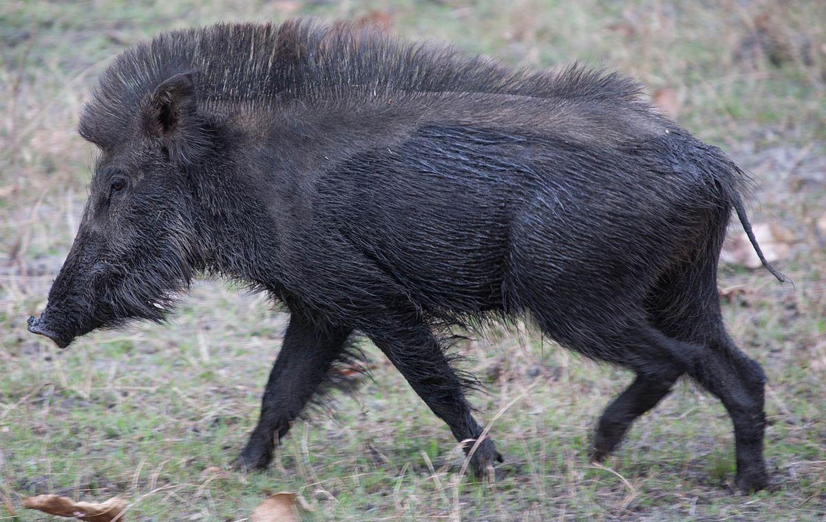 Sus scrofa cristatus