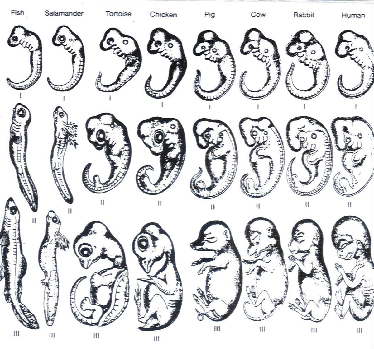 embryo-compare