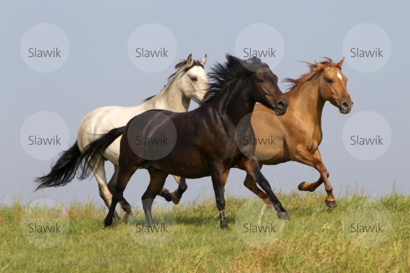 paso fino1010316