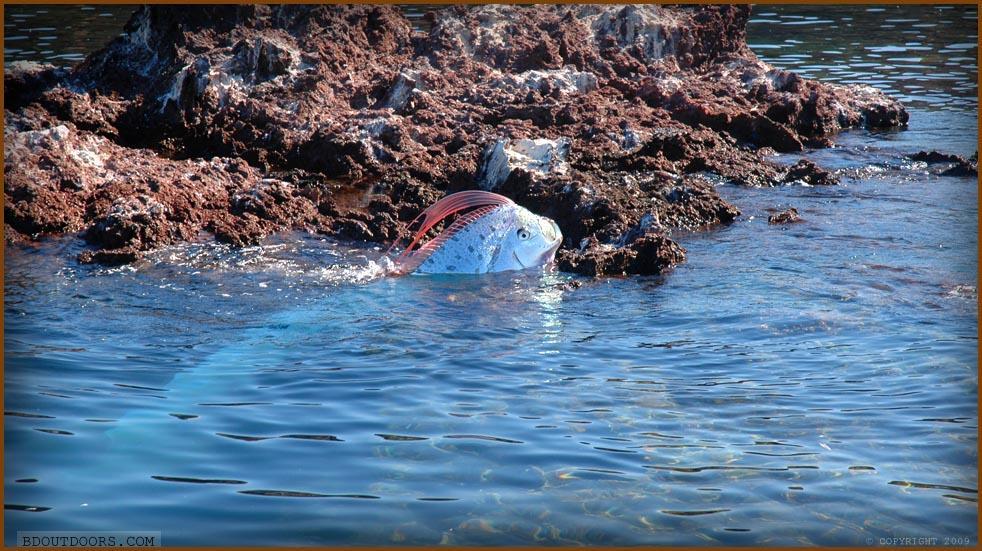 oarfish7