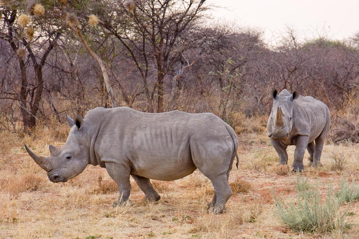 Waterberg Nashorn1