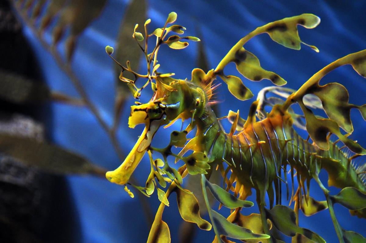 Leafy sea dragon by Ta-graphy