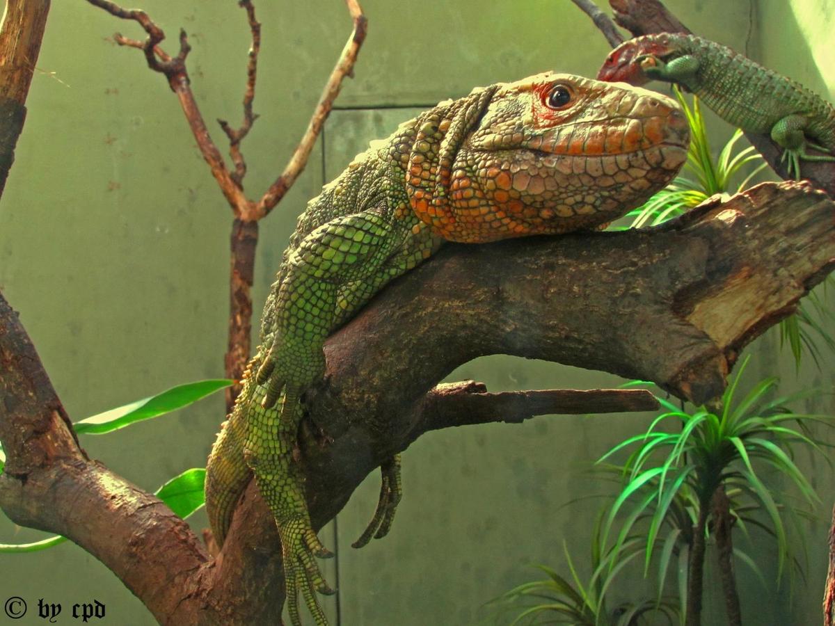 tqZITqF Krokodilteju Zoo Leipzig copy
