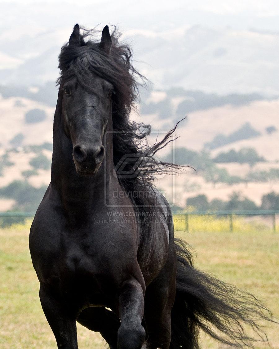 black beauty by holdyourhorses