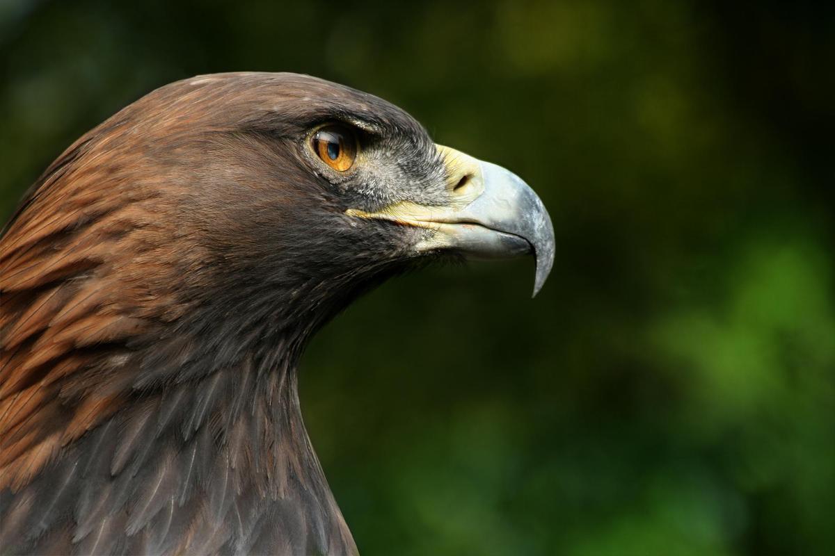 Steinadler Aquila chrysaetos closeup2 Ri