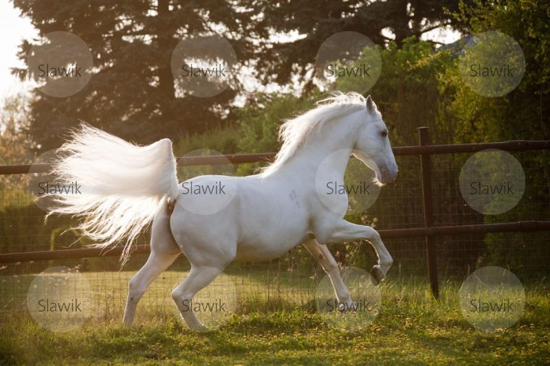 lipizzaner belletria41188