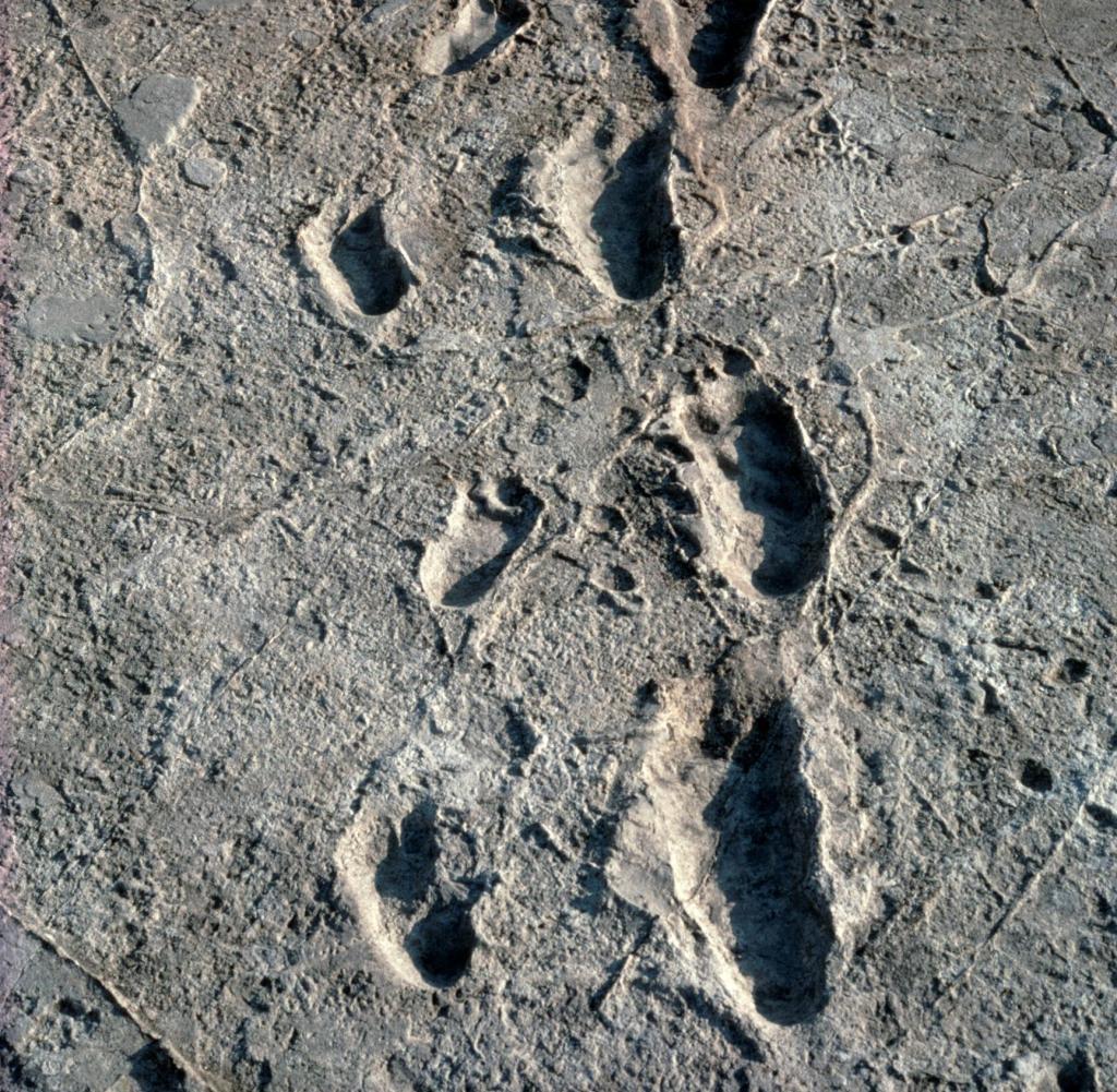 Trail-of-Laetoli-footprints