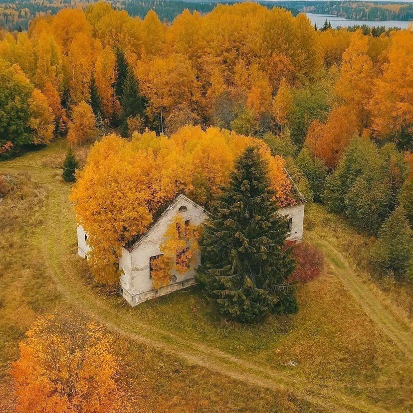 wald haus - Copy