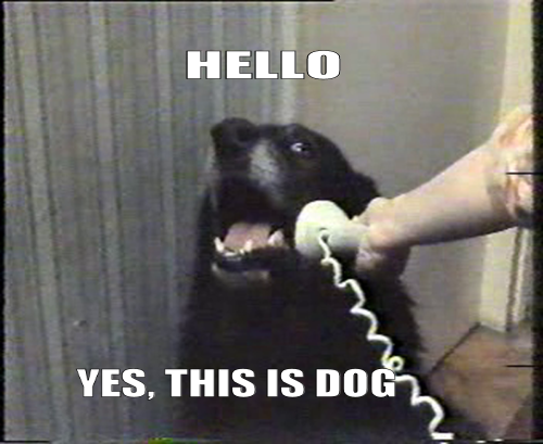 hello-yes-this-is-dog
