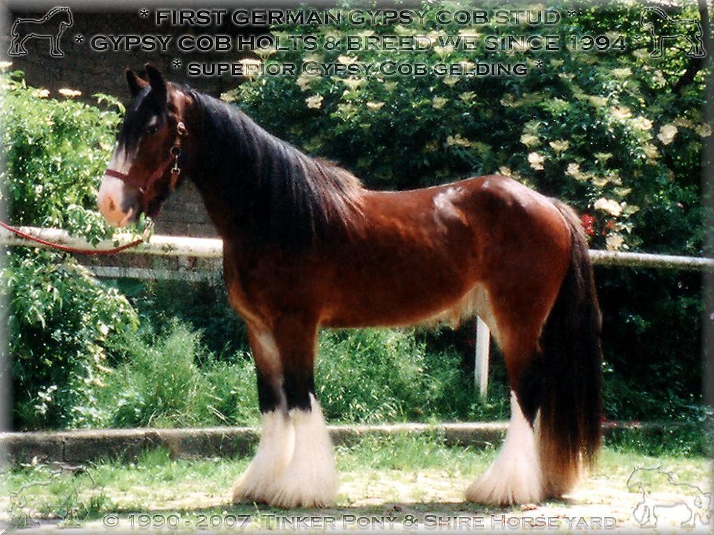 Gypsy Cob gelding 1998