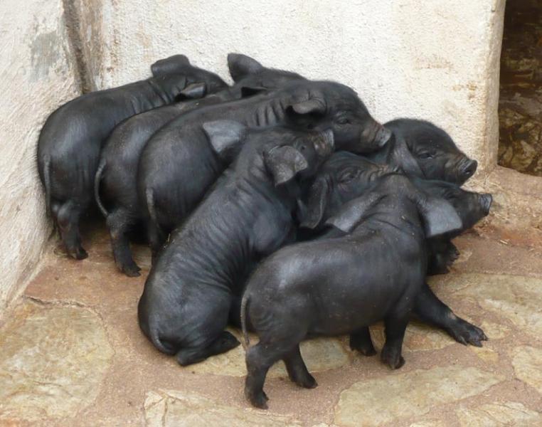 schwarze-schweine