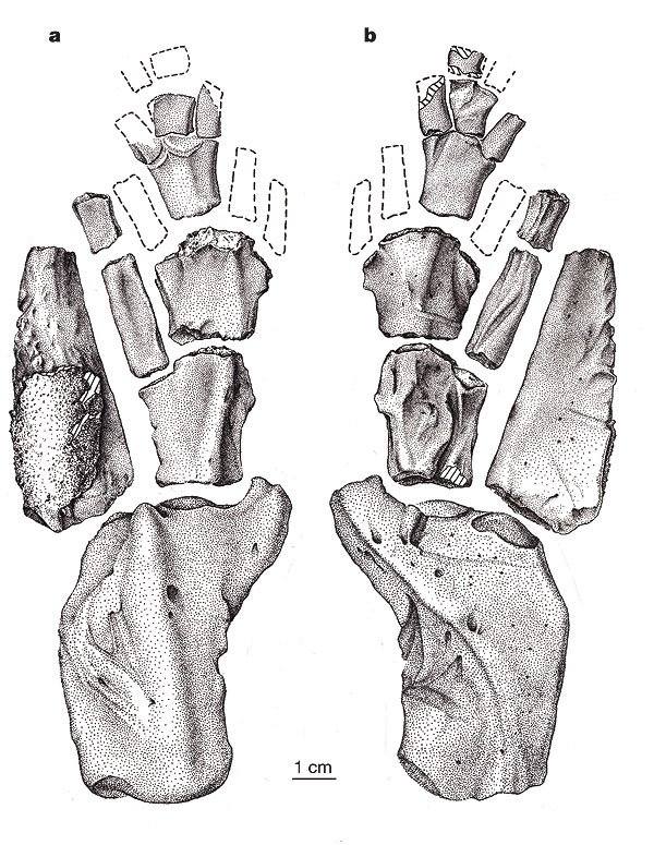 Tiktaalik Fins 28Large29