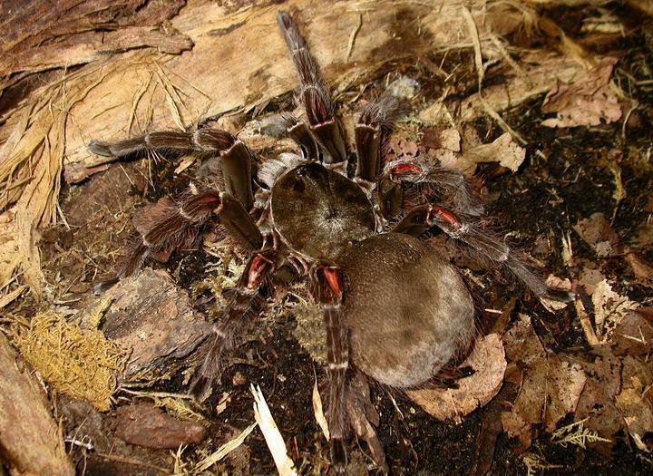 THERAPHOSA BLONDI HEMBRA ADULTA