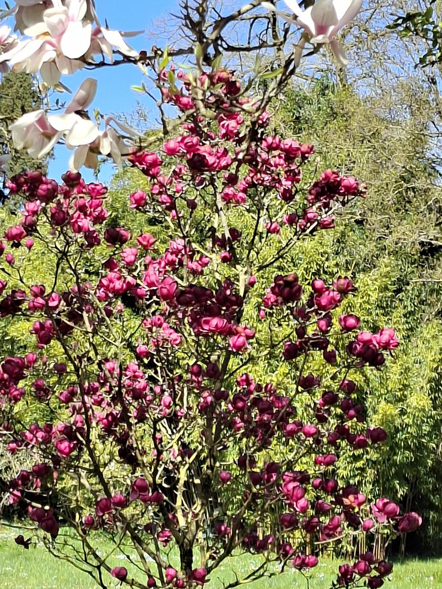 Palmengarten 083