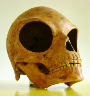 ancient skull 3